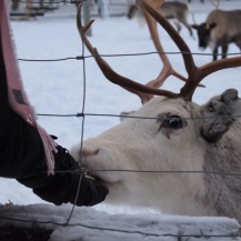 Jackie feeding a reindeer